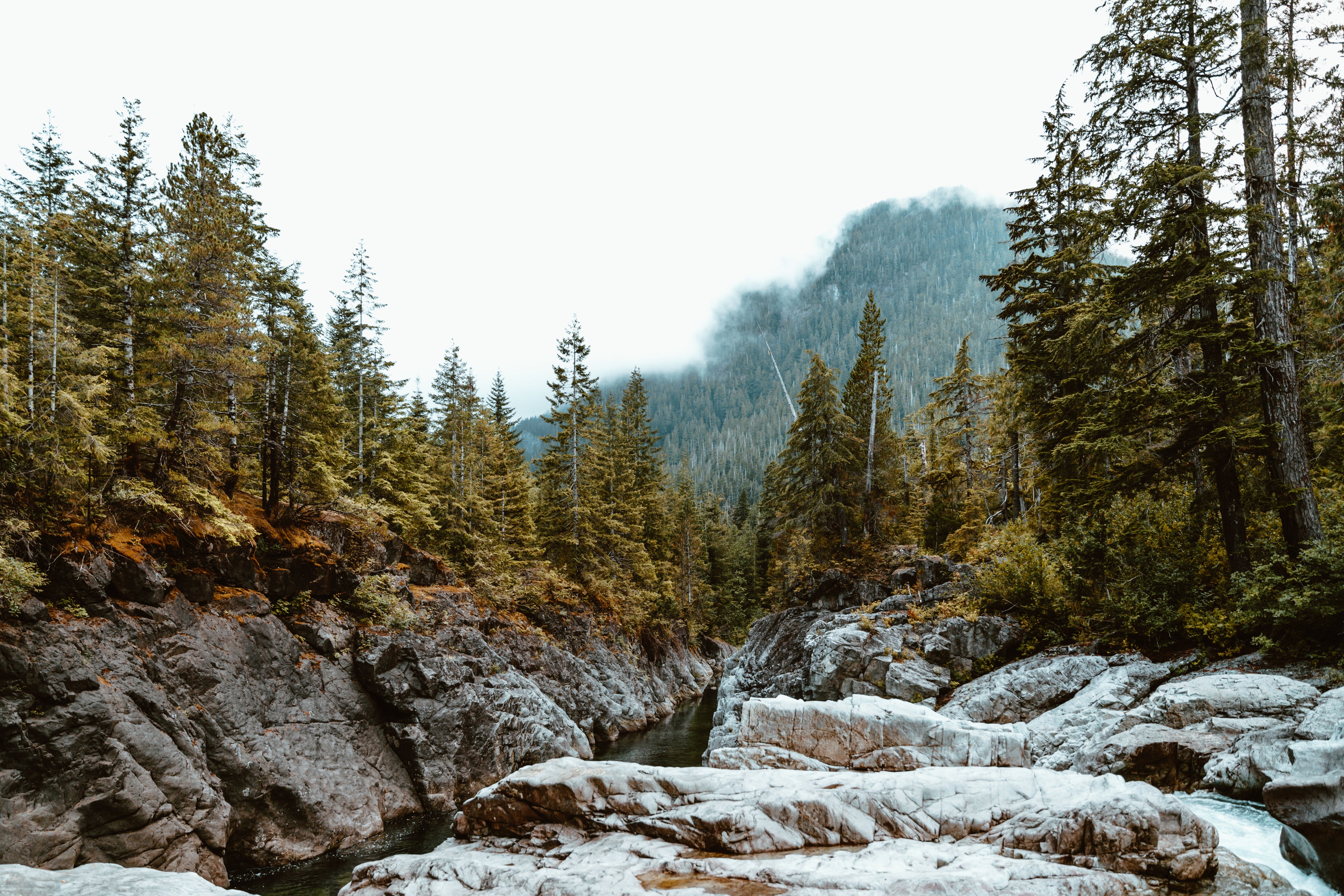 Forest Survival