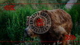 Bear Spray 101: The Adventurer’s Guide to Staying Safe in Bear Country