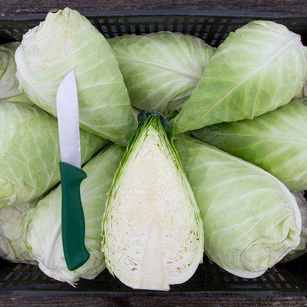 Caraflex F1 Cabbage (SC)