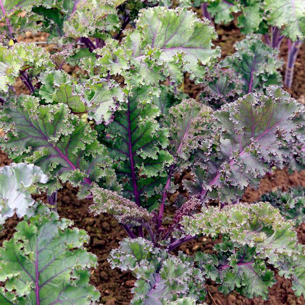 Curly Roja Kale (SC)