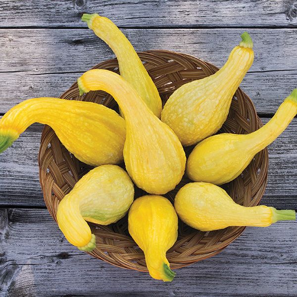 Yellow Crookneck Summer Squash (SC)