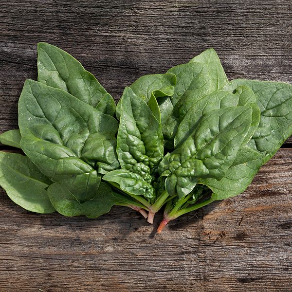 Regiment F1 Spinach (SC)