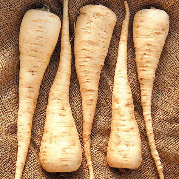 Lancer Parsnip (SC)