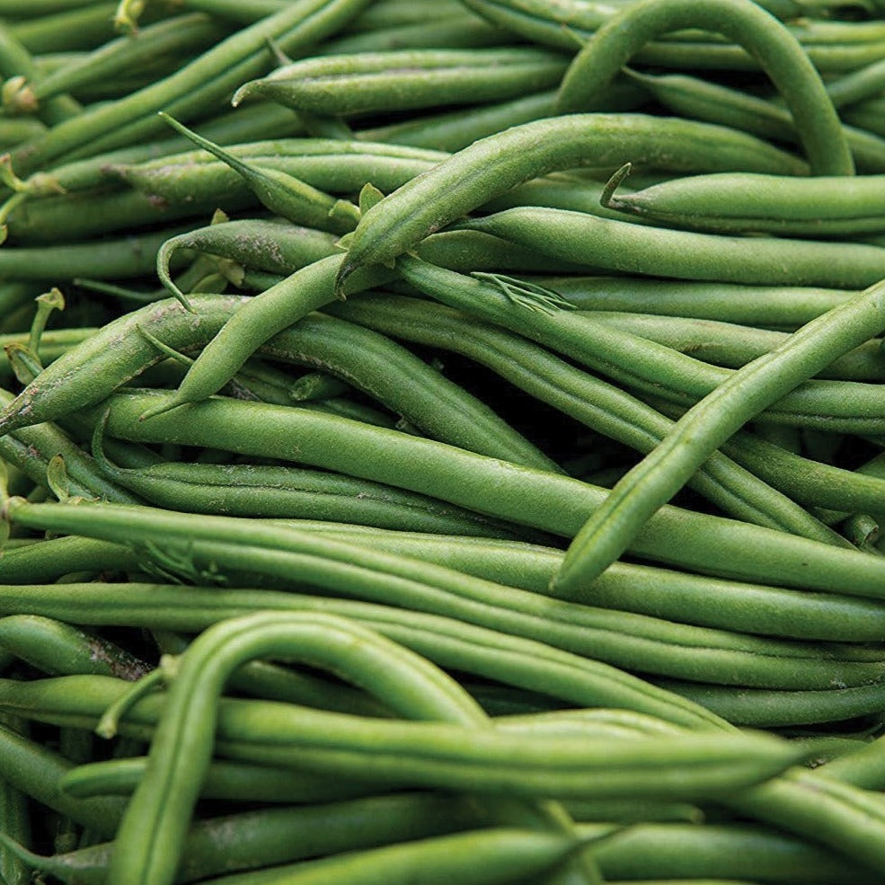 Blue Lake Pole Bean (SC)