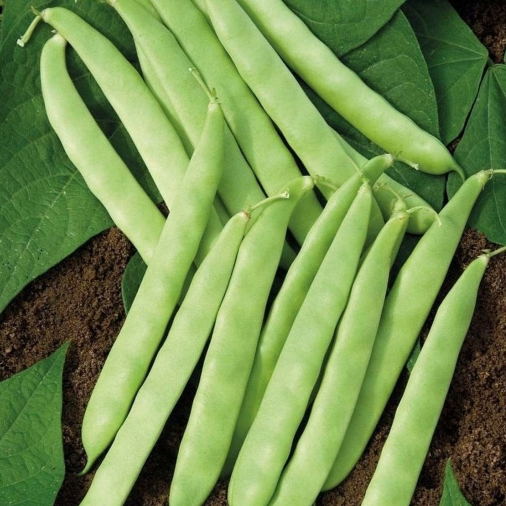 Roma II Bean (Bush) (SC)