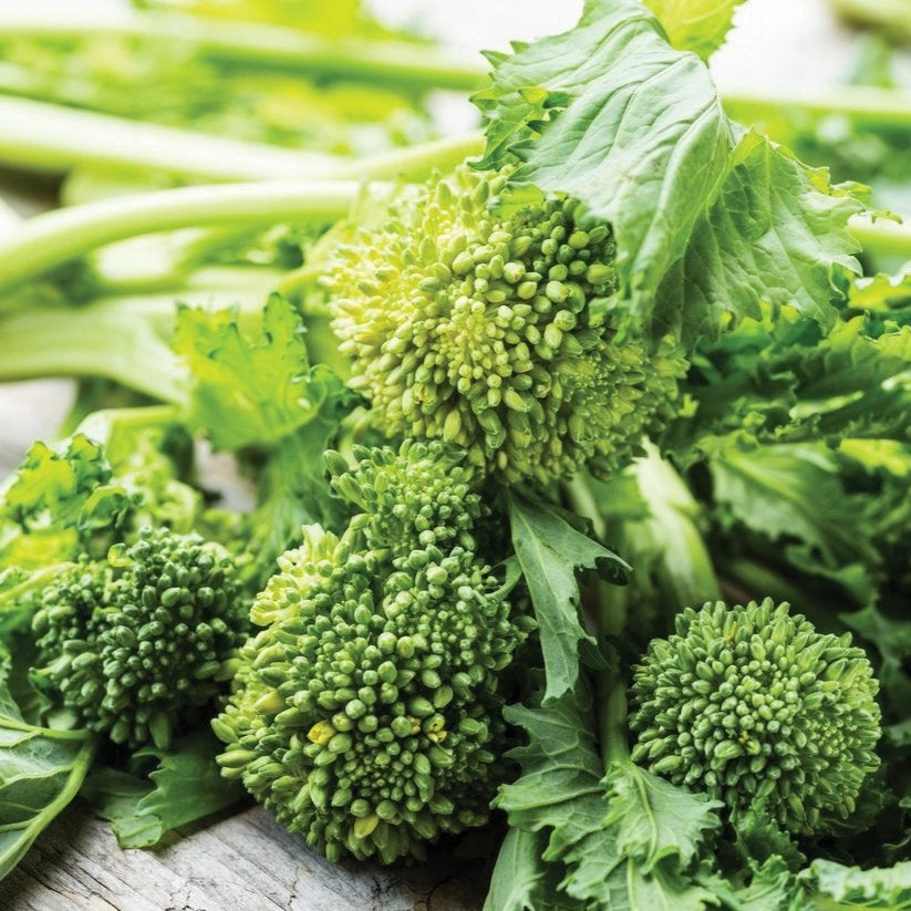 Broccoli Rabe Club Broccoli Rabe - Spring Rapini