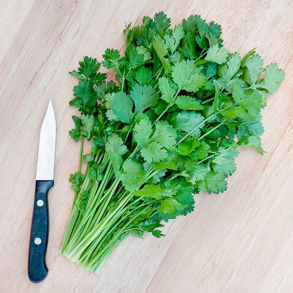 Caribe Cilantro (SC)