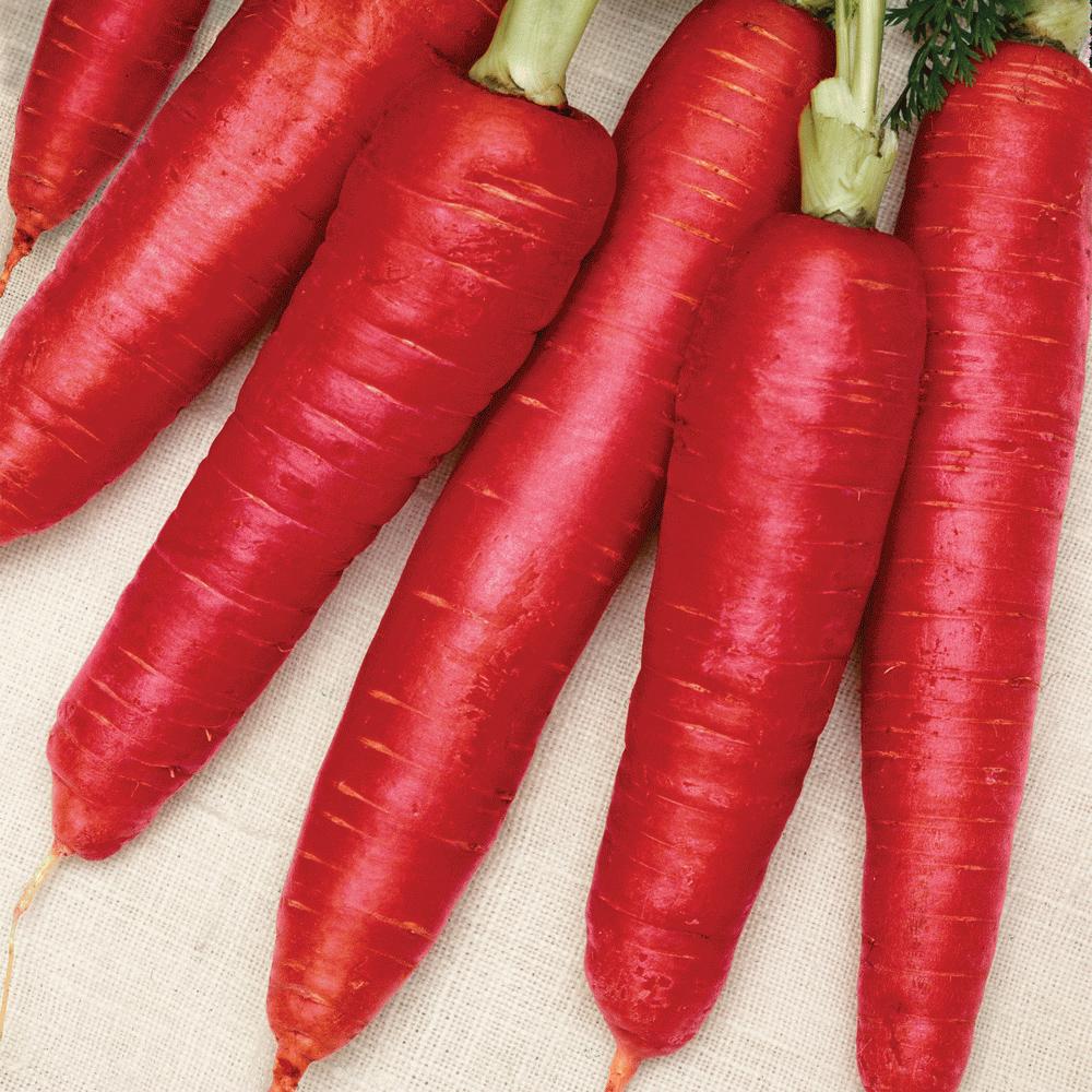 Atomic Red Carrot (SC)