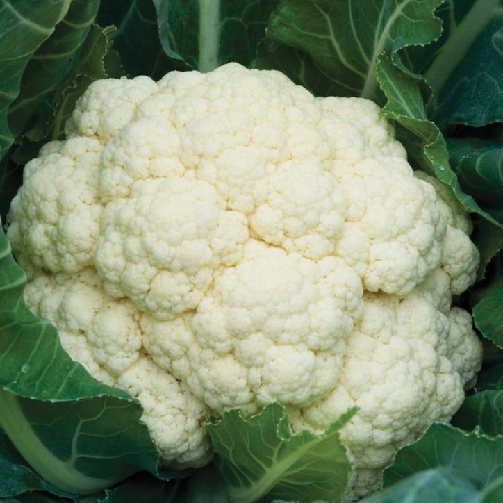 Self Blanching Cauliflower (SC)