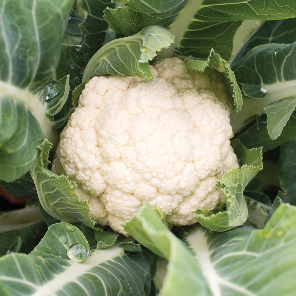 Snowball Cauliflower (SC)