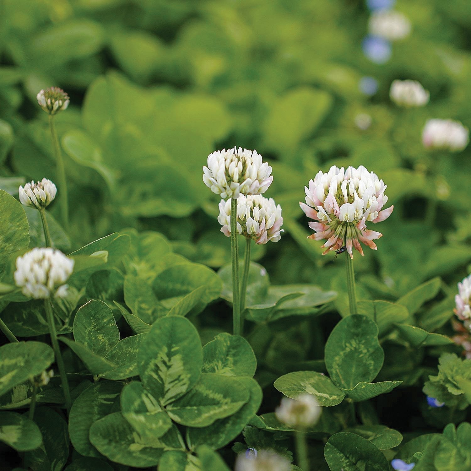 White Dutch Clover (SC)