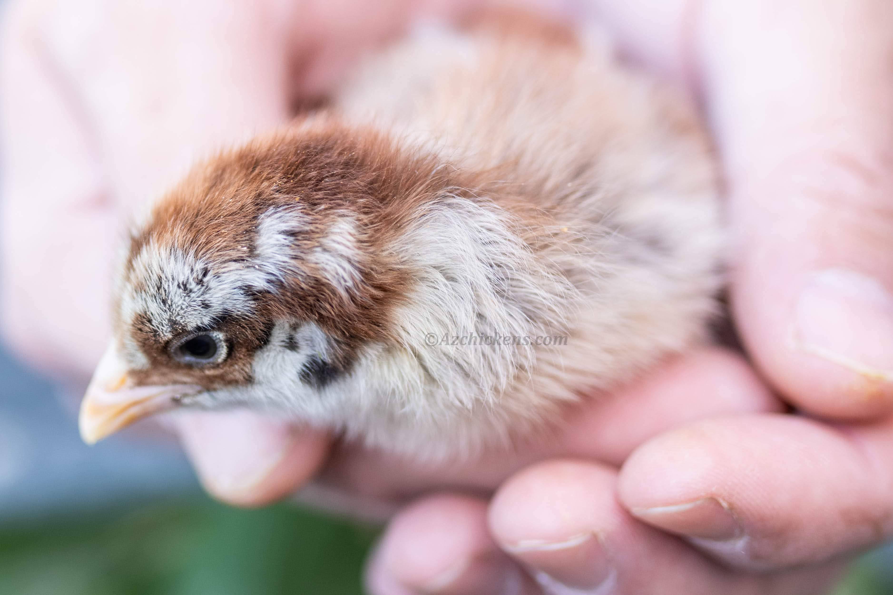 Easter Egger Chicks – Buy 10 + 5 Bonus Free (15 All-Female, Shipping Included) (SC)