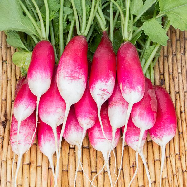 French Breakfast Radish (SC)