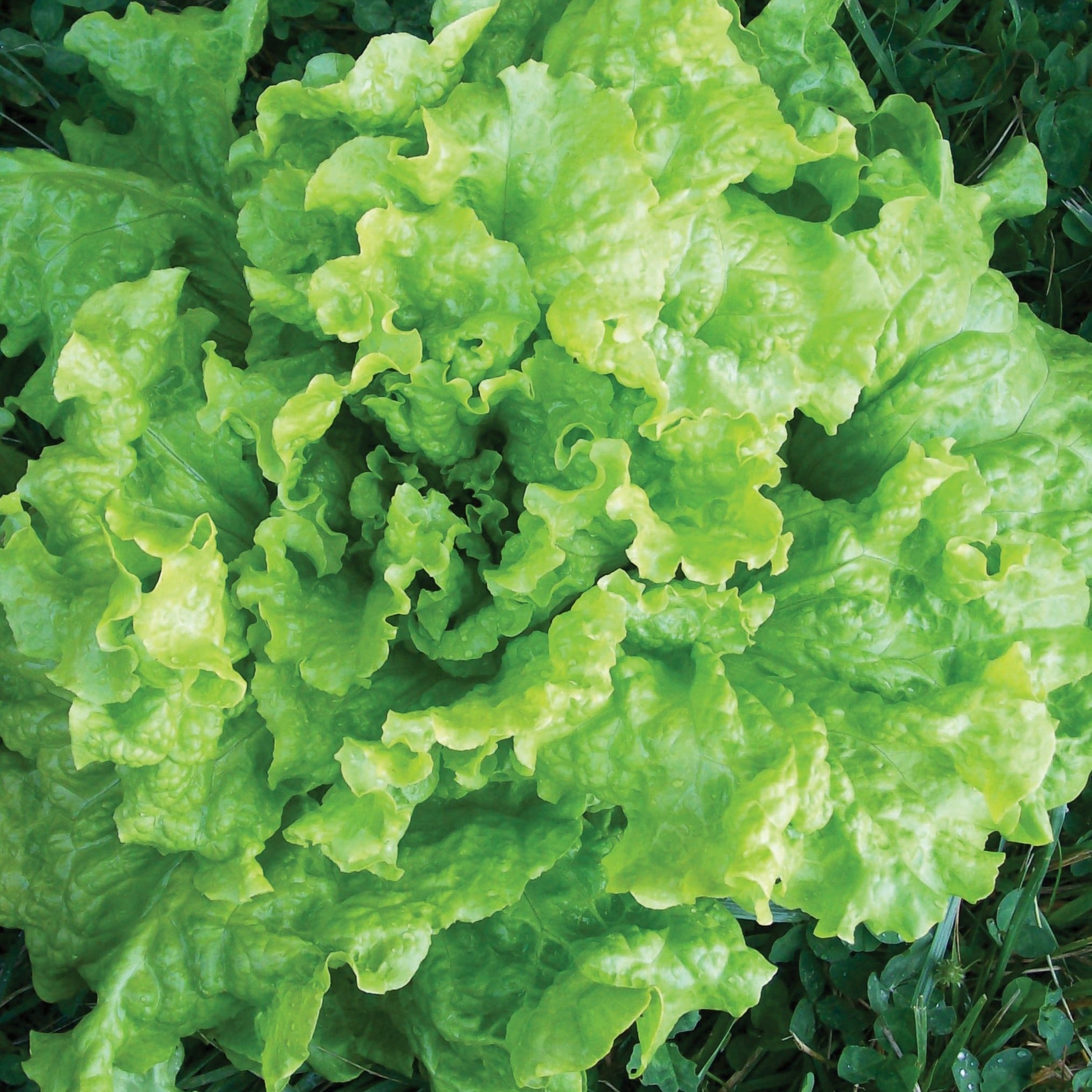 Black Seeded Simpson Lettuce (SC)