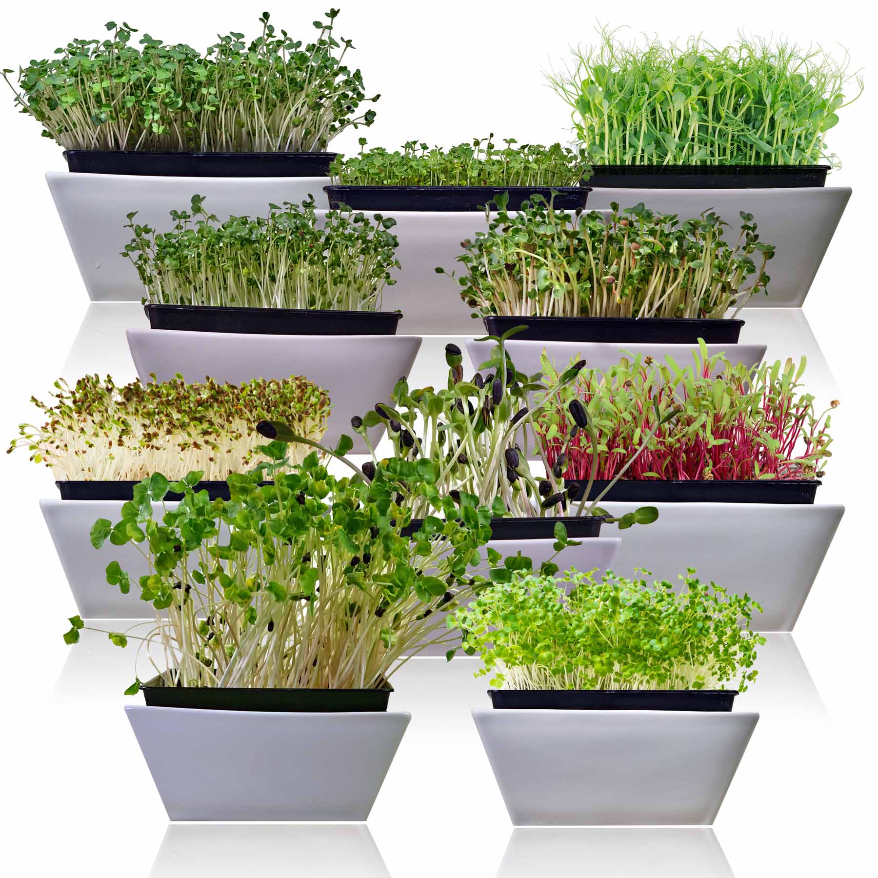 Microgreens 10 Variety Seed Kit (SC)