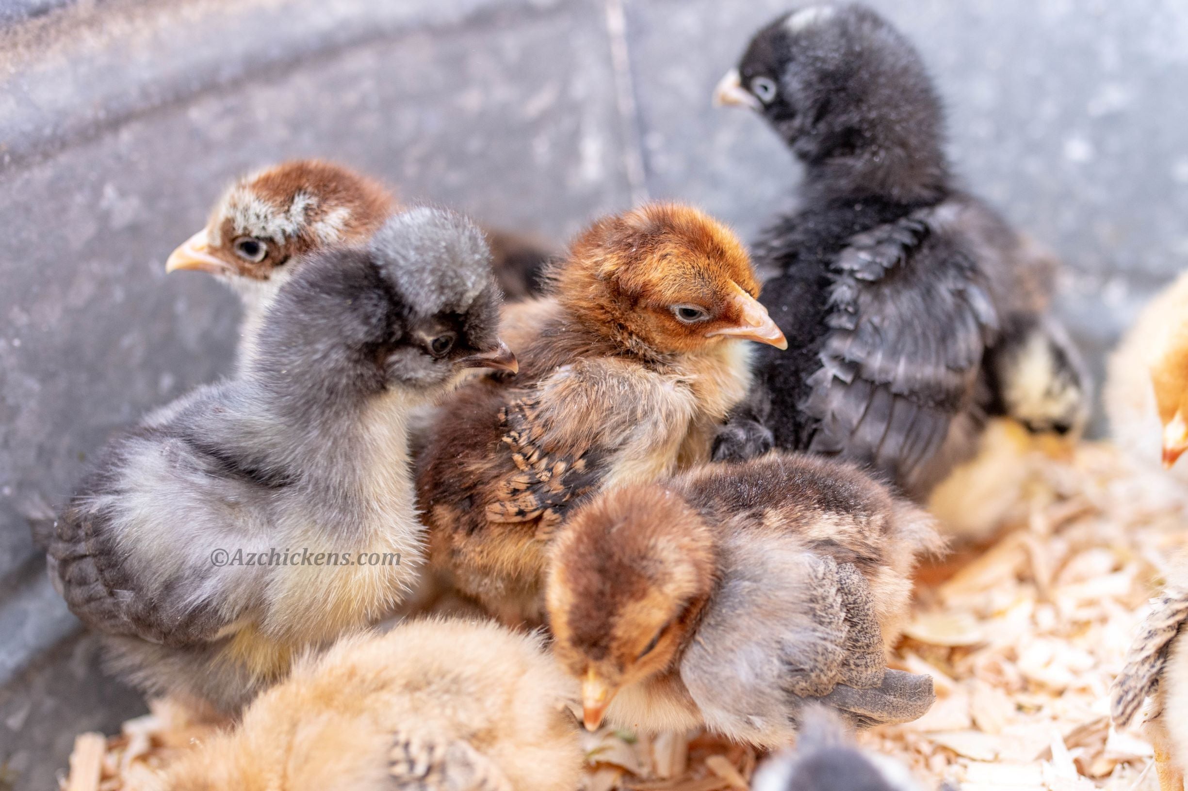 Rainbow Egg Assortment – Buy 10 + 5 Bonus Free (15 All-Female, Shipping Included) (SC)