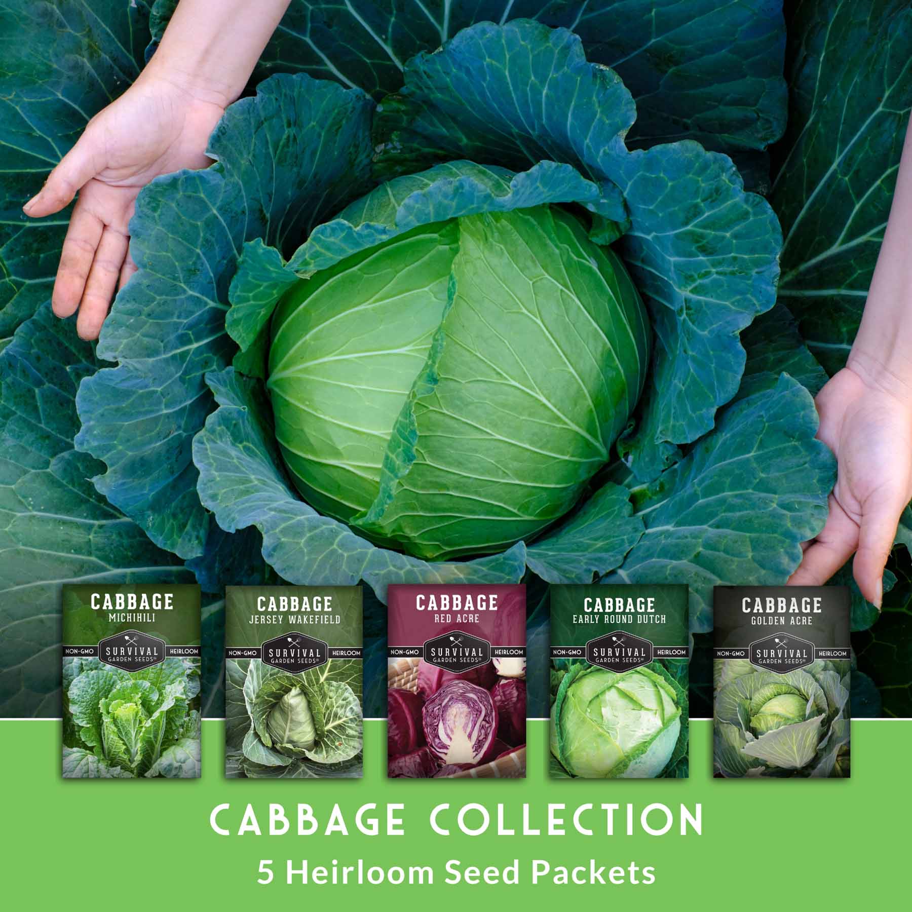 jersey garden seeds 5 Heirloom Cabbage Seeds Collection