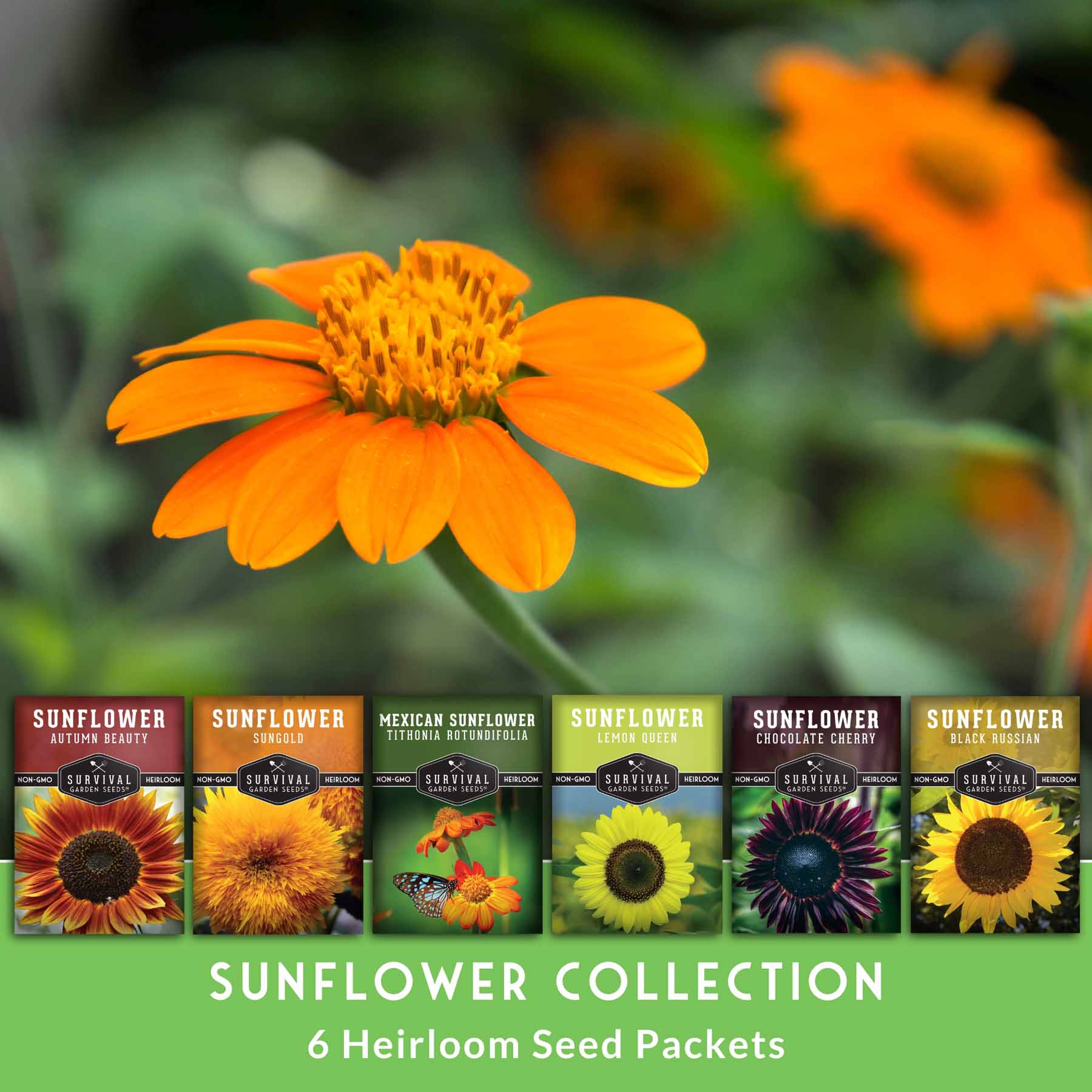 where to buy sunflower seeds for planting Sunflower Seed Collection – 6 Varieties