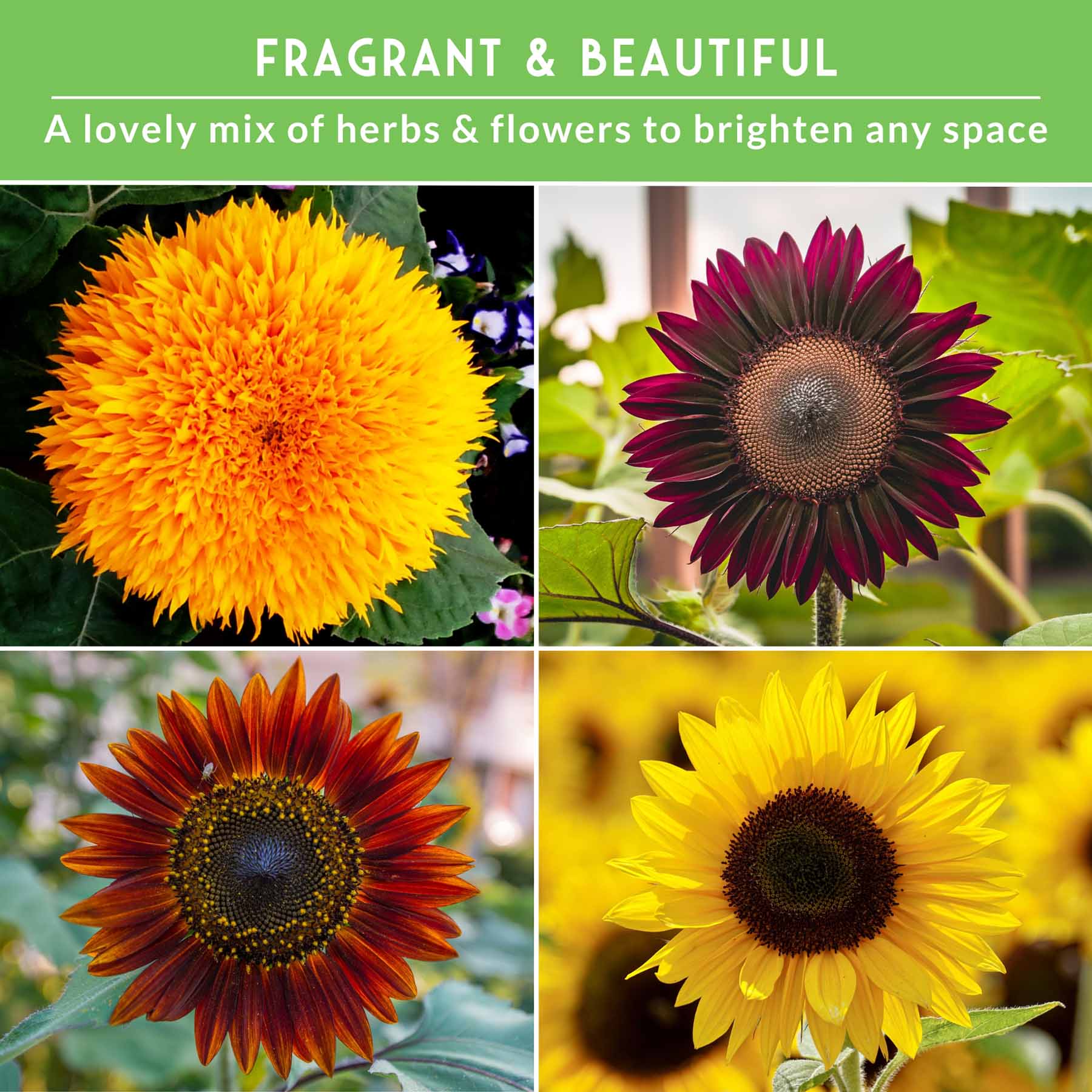 Sunflower Seed Collection – 6 Colorful, Pollinator-Friendly Varieties