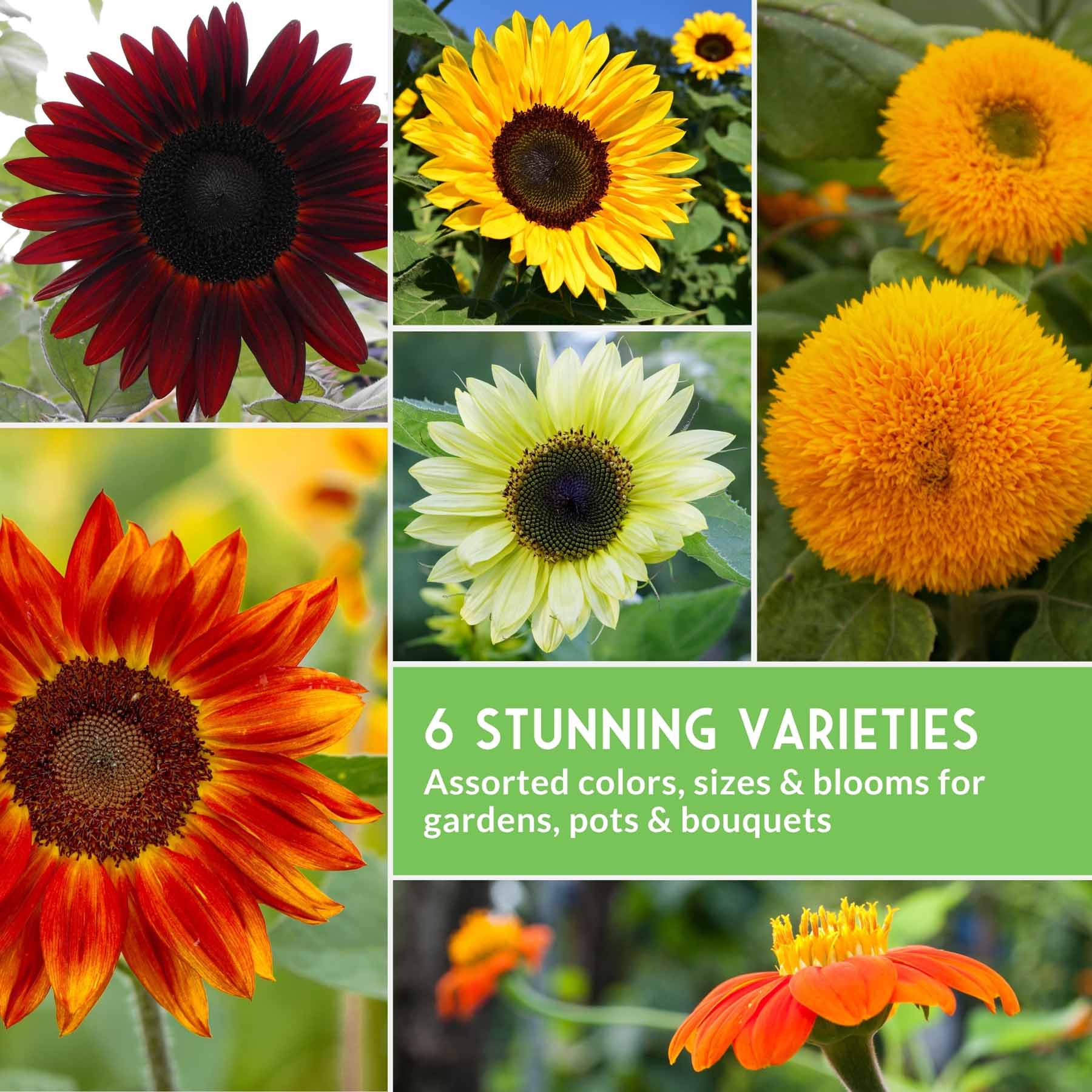 Sunflower Seed Collection – 6 Colorful, Pollinator-Friendly Varieties