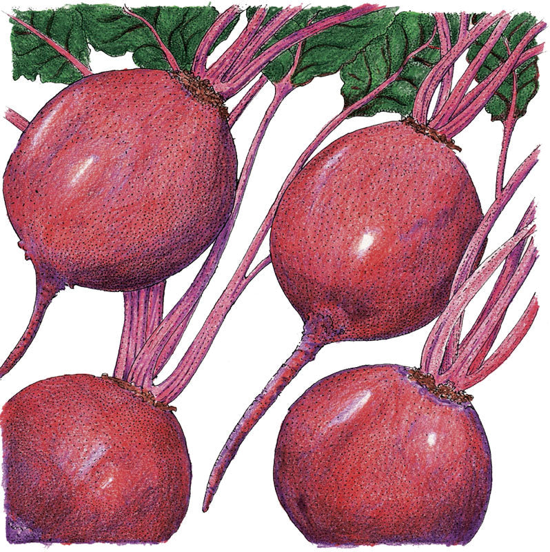 Early Wonder Tall Beet Seeds (Organic) (SC)