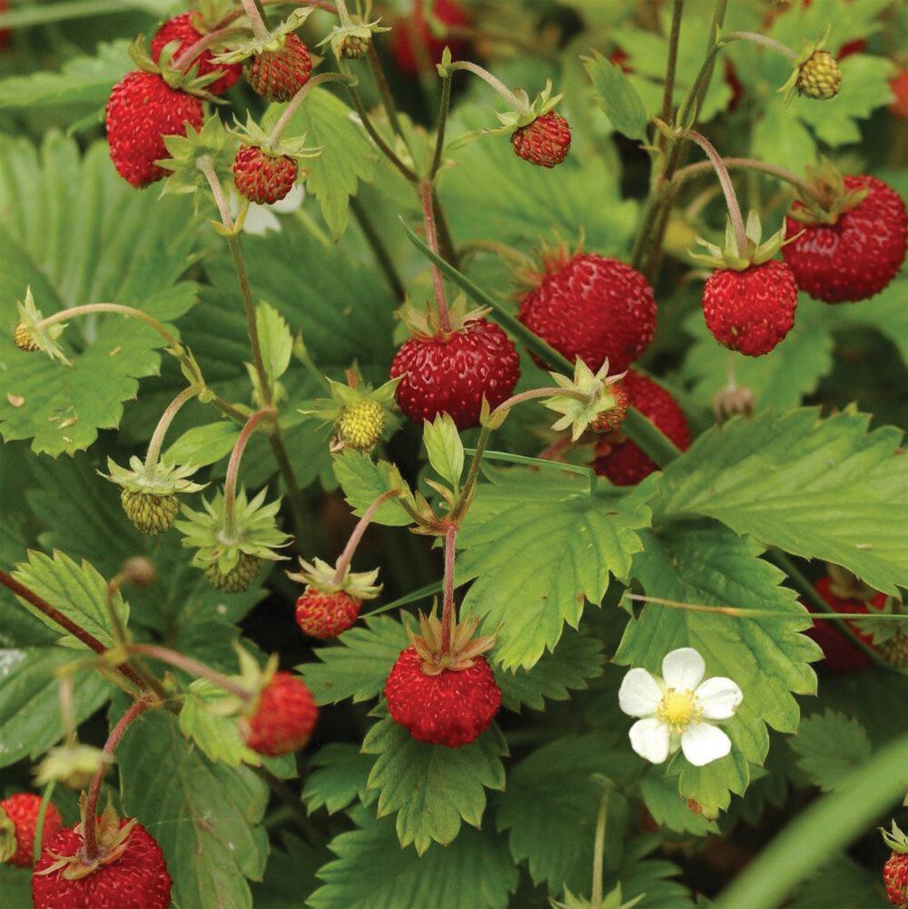 Alexandria Strawberry (Everbearing) seeds (SC)