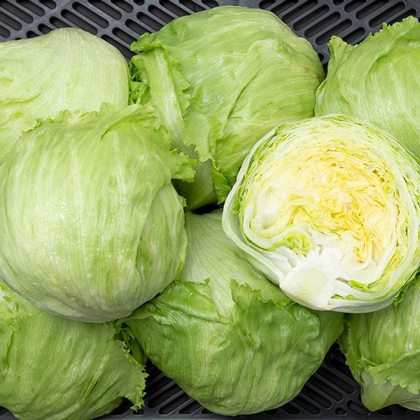 Saladin Lettuce (SC)