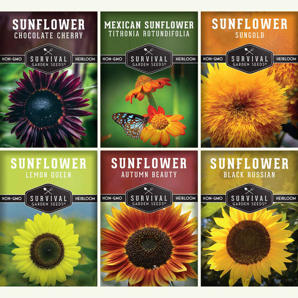 6 Sunflower Collection - A Rainbow of Colorful Sunflowers (SC)