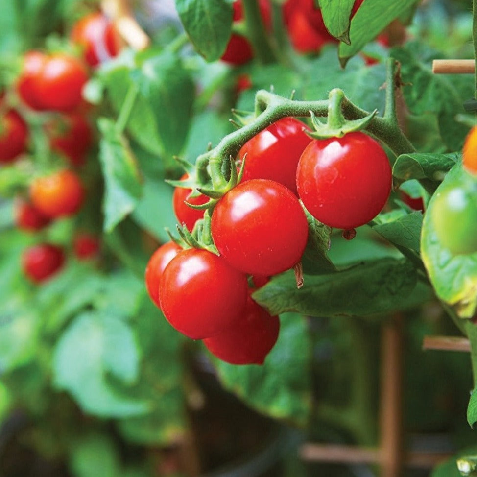 Tiny Tim Tomato (SC)