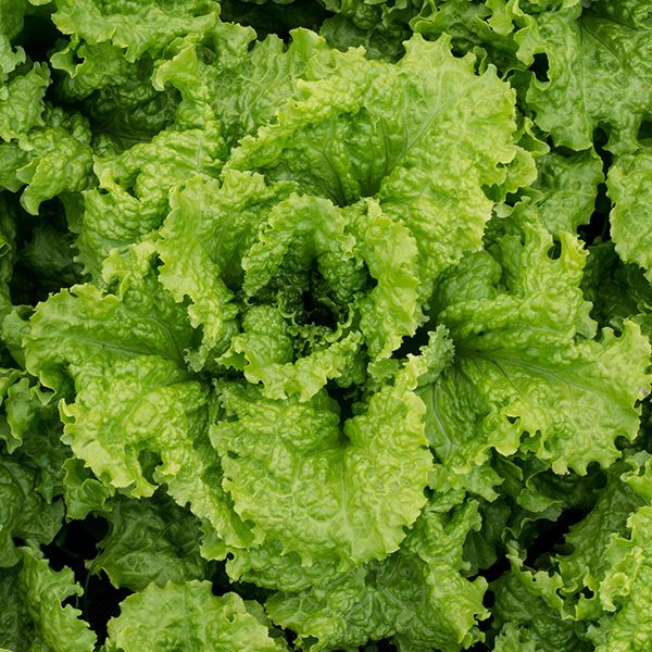 Black Seeded Simpson Lettuce (SC)