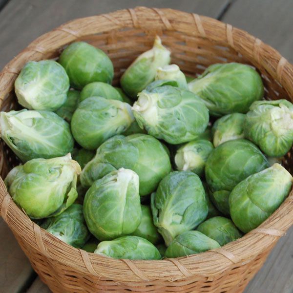 Nautic F1 Brussels Sprouts (SC)