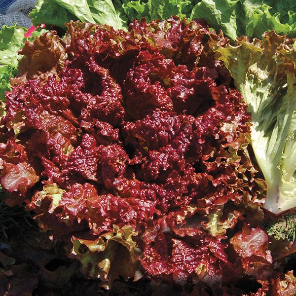 Red Fire Lettuce (SC)