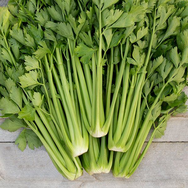 Tango Celery (SC)