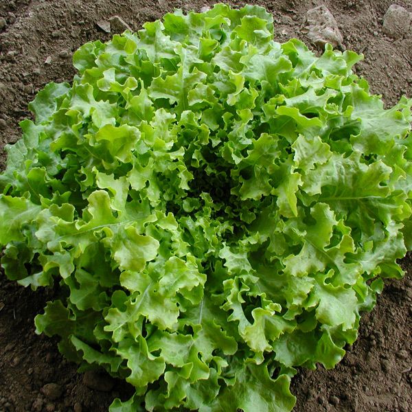 Salad Bowl Lettuce (SC)
