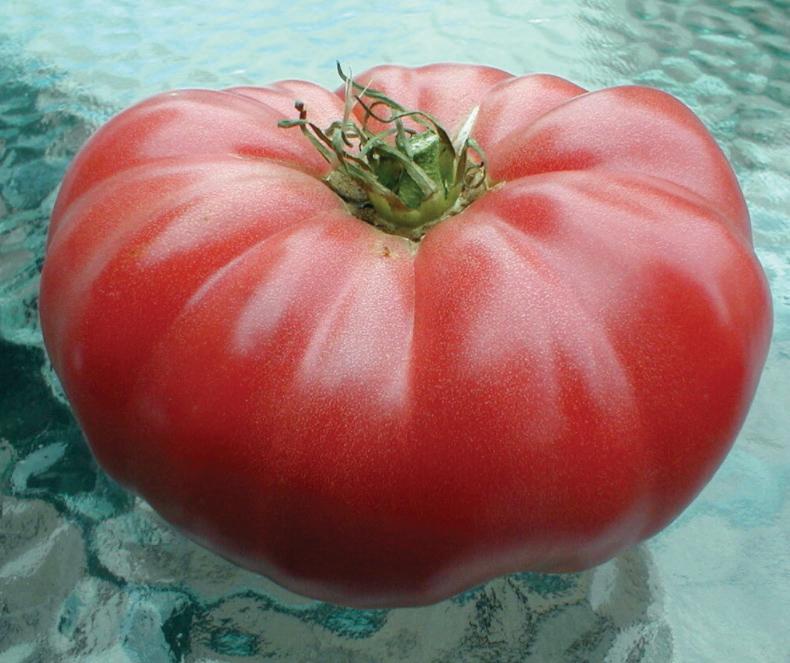 Watermelon Beefsteak Tomato (SC)