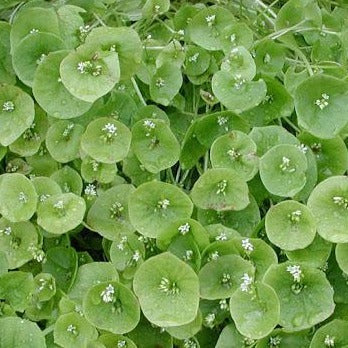 Claytonia Miner's Lettuce (SC)